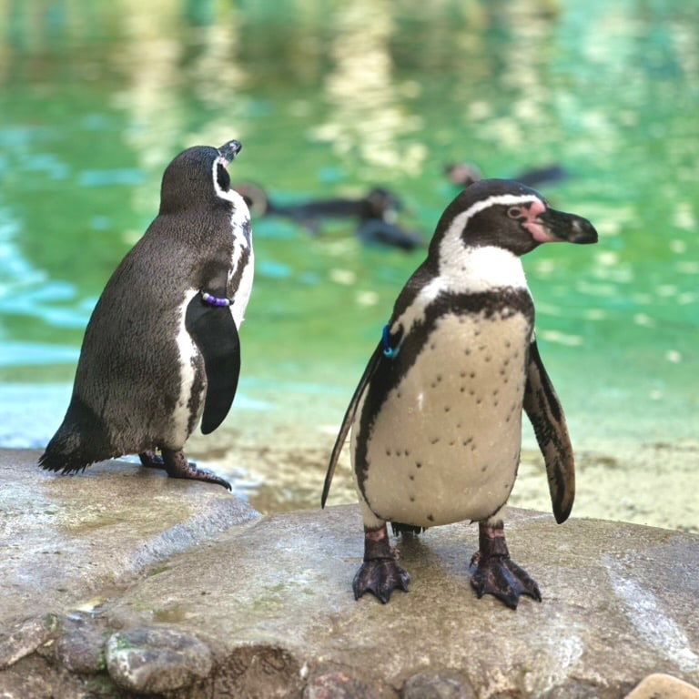 Penguins at London Zoo